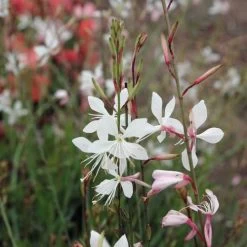 Sparkle White Gaura Seeds