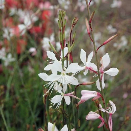 Sparkle White Gaura Seeds 3 Sparkle White Gaura Seeds