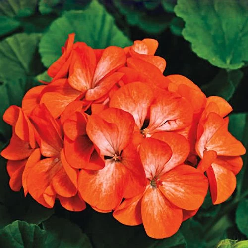 Pinto™ Premium Orange Geranium Seeds 3 Pinto™ Premium Orange Geranium Seeds
