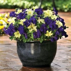 Fuseables® Blueberry Lime Jam Petunia Seeds