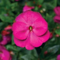 Florific® Violet New Guinea Impatiens Seeds