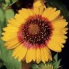 Mesa™ Bright Bicolor Hybrid Blanket Flower Seeds -Botanical Bliss 51322 PK 250