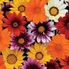 New Day® Mix Hybrid Gazania Seeds 1 New Day® Mix Hybrid Gazania Seeds -Botanical Bliss 51324 pk 250