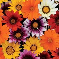 New Day® Mix Hybrid Gazania Seeds