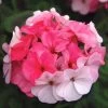 Inspire Appleblossom Geranium Seeds -Botanical Bliss 51353 pk p1