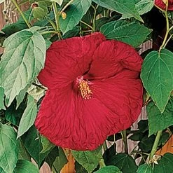 Luna™ Red Hibiscus Seeds
