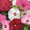 Luna™ Mix Hibiscus Seeds 1 Luna™ Mix Hibiscus Seeds -Botanical Bliss 51370