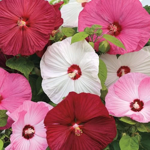 Luna™ Mix Hibiscus Seeds 3 Luna™ Mix Hibiscus Seeds