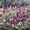 Las Vegas Purple Gomphrena Seeds -Botanical Bliss 51374 PK 500