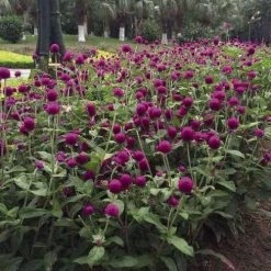 Las Vegas Purple Gomphrena Seeds -Botanical Bliss 51374 PK 500 1