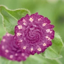 Las Vegas Purple Gomphrena Seeds -Botanical Bliss 51374 PK 500 2