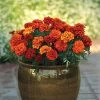 Fireball Marigold Seeds -Botanical Bliss 51377