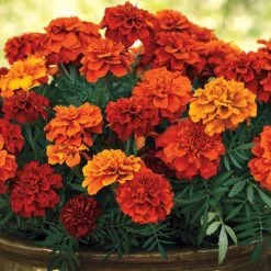 Fireball Marigold Seeds -Botanical Bliss 51377 1