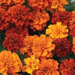 Fireball Marigold Seeds -Botanical Bliss 51377 2