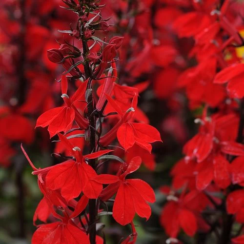 Starship Scarlet Lobelia Seeds 3 Starship Scarlet Lobelia Seeds
