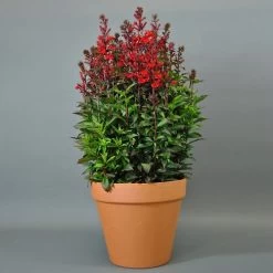 Starship Scarlet Lobelia Seeds 6 Starship Scarlet Lobelia Seeds -Botanical Bliss 51429 1