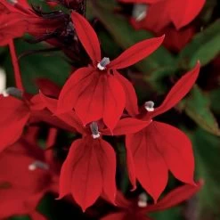 Starship Scarlet Lobelia Seeds 7 Starship Scarlet Lobelia Seeds -Botanical Bliss 51429 2