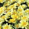 Alumia Vanilla Cream Marigold Seeds 2 Alumia Vanilla Cream Marigold Seeds -Botanical Bliss 51453 PK 500