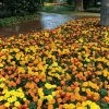 Hot Pak™ Mixture Marigold Seeds -Botanical Bliss 51458