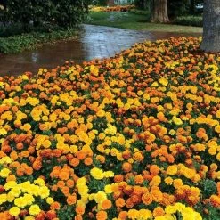 Hot Pak™ Mixture Marigold Seeds