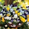 Cool WaveĀ® Mix Pansy Seeds 1 Cool WaveĀ® Mix Pansy Seeds -Botanical Bliss 51488