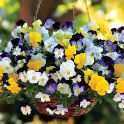Cool Wave® Mix Pansy Seeds