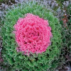 Glamour Red Ornamental Kale Seeds