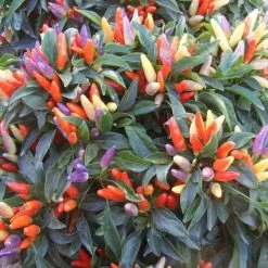 NuMex Easter Ornamental Pepper Seeds (P) Pkt Of 10 Seeds 6 NuMex Easter Ornamental Pepper Seeds (P) Pkt Of 10 Seeds -Botanical Bliss 51519 PK P1 1