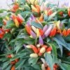 NuMex Easter Ornamental Pepper Seeds (P) Pkt Of 10 Seeds -Botanical Bliss 51519 pk p1