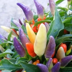 NuMex Easter Ornamental Pepper Seeds -Botanical Bliss 51519 2