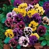 Flirty Skirts Mix Pansy Seeds -Botanical Bliss 51546