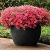 Shock Wave® Coral Crush Petunia Seeds 1 Shock Wave® Coral Crush Petunia Seeds -Botanical Bliss 51578