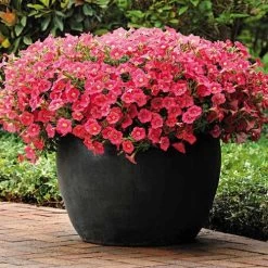 Shock Wave® Coral Crush Petunia Seeds