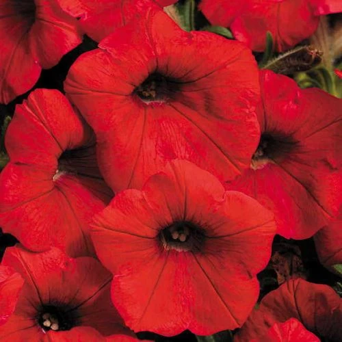 Shock Wave® Red Petunia Seeds 3 Shock Wave® Red Petunia Seeds