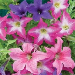 'Sparklers' Petunia Seeds