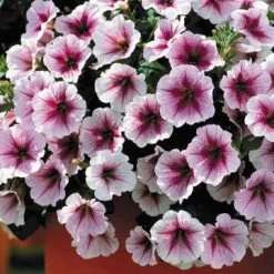 Opera Supreme™ Raspberry Ice Petunia Seeds