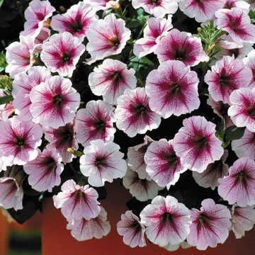 Opera Supreme™ Raspberry Ice Petunia Seeds 3 Opera Supreme™ Raspberry Ice Petunia Seeds