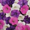 Shock Wave® Spark Mix Petunia Seeds -Botanical Bliss 51592