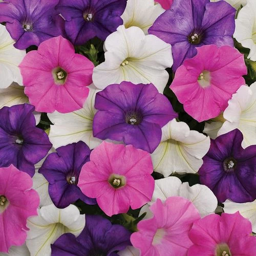 Shock Wave® Spark Mix Petunia Seeds 3 Shock Wave® Spark Mix Petunia Seeds