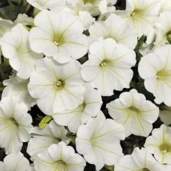 Shock Wave® Coconut Petunia Seeds -Botanical Bliss 51593 PK P1 1