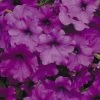 Easy Wave® Violet Hybrid Petunia Seeds -Botanical Bliss 51598 pk 100