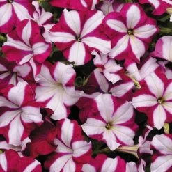 Easy Wave® Burgundy Star Petunia Seeds