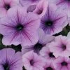 Easy Wave® Plum Vein Petunia Seeds 1 Easy Wave® Plum Vein Petunia Seeds -Botanical Bliss 51609 pk 100