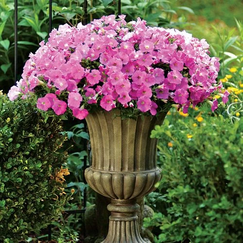 Shock Wave® Pink Shades Petunia Seeds 3 Shock Wave® Pink Shades Petunia Seeds