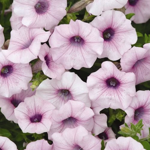 Shock Wave® Pink Vein Petunia Seeds 4 Shock Wave® Pink Vein Petunia Seeds - Image 2