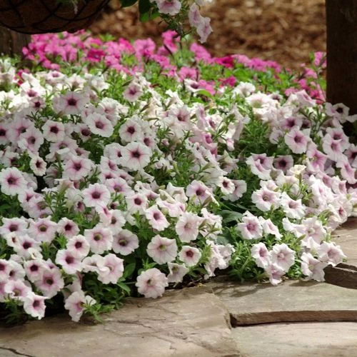 Shock Wave® Pink Vein Petunia Seeds 5 Shock Wave® Pink Vein Petunia Seeds - Image 3