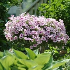 Shock Wave® Pink Vein Petunia Seeds 10 Shock Wave® Pink Vein Petunia Seeds -Botanical Bliss 51616 PK P1 3