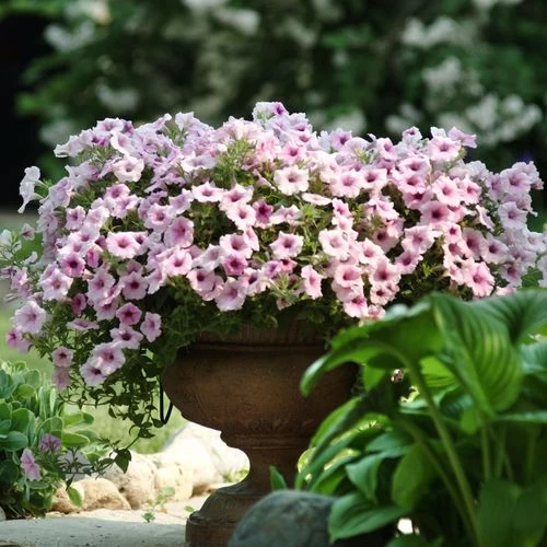 Shock Wave® Pink Vein Petunia Seeds 7 Shock Wave® Pink Vein Petunia Seeds - Image 5