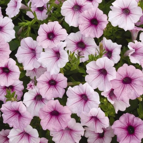 Shock Wave® Pink Vein Petunia Seeds 3 Shock Wave® Pink Vein Petunia Seeds