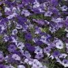 Shock Wave® Denim Shades Petunia Seeds 2 Shock Wave® Denim Shades Petunia Seeds -Botanical Bliss 51619